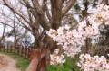 十三仏公園の桜(十三仏線沿いでは間近に桜を見ることが出来ます。)