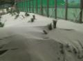 23．1．18白鶴浜の松(強い北風のため防風ネット際の松も埋まってしまいました。)